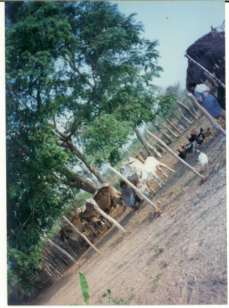 Proyecto agropecuario de especies menores